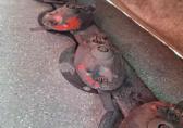 Lely Splendimo 280 F Front-Maaier