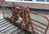 Wifo Grasvork